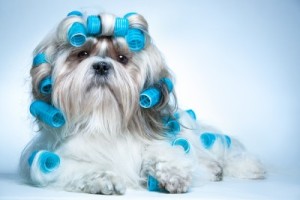 shihtzu-with-curlers